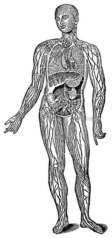 人体淋巴系统的医学插图- 19世纪